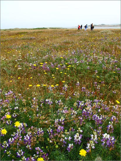 sm Pt. Reyes.RCA (07).jpg - Lunch time is almost at hand.